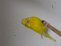 Show jumbo dişiler kuşlar
