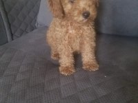 Her bütçeye uygun poodle yavrusu