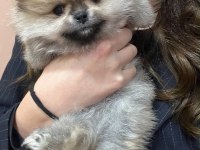 Petmode köpek çiftliğinden tea cup pomeranian