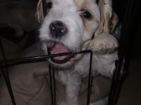 A KALİTE MALTİPOO YAVRULAR