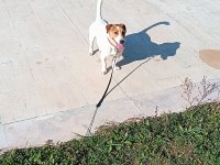 2 yaşında köpeğimiz maylo