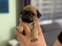 PUG PRENSESİMİN GÜZEL YAVRULARI