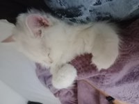British longhair beyaz isteyenlere
