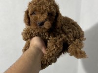 Toy Poodle Kore Kan Yavrular Kg Garantili