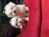 Minyatür A kalite kore kan maltes terrier