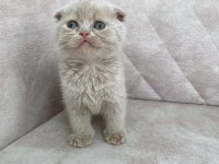 Minik kutup ayısı bebiş british shorthair