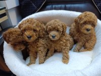 MÜKEMMEL BEBEK YÜZLÜ TOY POODLE BEBEKLERİMİZ