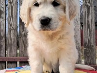 Golden Retriever Kapıda Ödeme Hizmetimiz Vardır