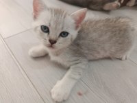 ANNE VE 4 SCOTTİSH YAVRUSU TOPLU