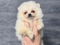 Pomeranian bebekleri