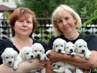 Golden Retriever Kapıda Ödeme Hizmetimiz Vardır