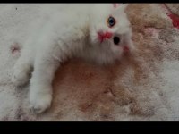 Beyaz melekler scottish fold longhair 4 yavru mevcut