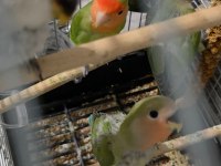 2 Aylık Bebek Sevda Papağanları Yeni Yeme Düştü