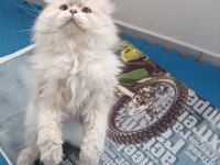 EŞLEME/SAHİPLENME ORİJİNAL SAF IRK BİR BABA KEDİMİZ