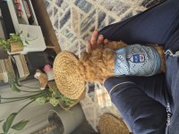 MAKSİMUM 2.5 -3 KG TOY POODLE AŞILI KARNELİ