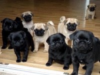 hamburger suratlı bal gibi pug köpekler