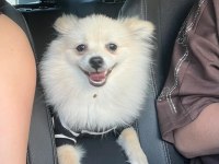 Eğitimli Pomeranian 8 Aylık Erkek
