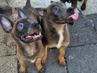 Belçika malinois