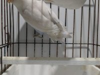 Albino takım sevda papağanı
