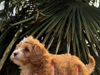 MALTİPOO YAVRUMIZ YENİ YUVASINA HAZIR