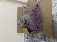 British longhair kedimiz