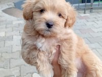 Arthur ve Sakız'ın Yavruları Maltipoo