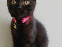 Siyah Erkek Scottish Fold