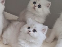 British longhair dişi