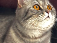 British shorthair lunaya yuva arıyorum