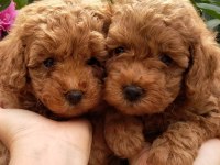 TOY POODLE YAVRULARI