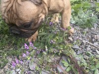 Fransız bulldog yetişkin