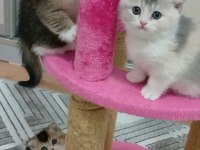 Fawn tortie Bicolor Scottish Fold Bilek golden