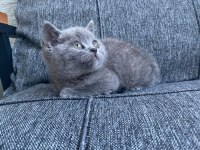 2 erkek british shorthair blue yavrular