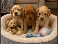 Maltipoo kalite yavrular ırk sağlık garantili
