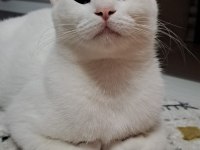 KEDİMİZ MUFFİNİMİZE KALICI YUVA ARIYORUZ