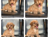 A KALİTE MALTİPOO YAVRULARI