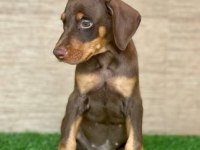 Irkının en iyisi Doberman yavrular kapıda ödeme mevcut