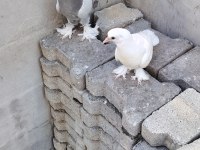 Takım 2 adet de yavrusu oyunlu anne baba güvercin