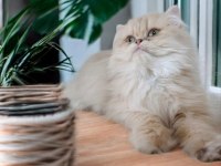 British longhair dişi erkek