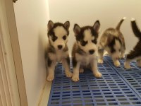 HUSKY SİBİRYA YAVRULARI