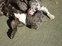 FARKLI OLMAK İSTEYENLER İÇİN EL SALVADOR KENNEL FRENCH