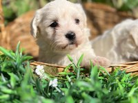Kar beyaz Irk Garantili Maltese Terrier Yavrular
