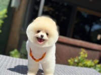 Pomeranian yavrularımız yeni yuvalarını bekliyor
