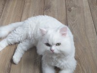 Scottish Straight Beyaz Erkek Kedi