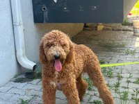 2.5 Yaşında Standart Boy Poodle