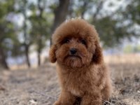 RED BROWN TOY POODLE