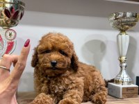 Orjinal Toy Poodle Yabruları 