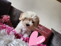 EV YAVRUSU MALTİPOO KIZIM