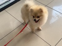 Efsane 6 aylık anatomisi harika pomeranian