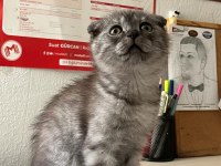Scottish Fold Kedimiz İçin Ulaşın